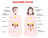 Endocrine Disorders – outline notes